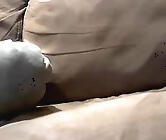 Grrguy1's Live Hairy Boy Cam Sex
